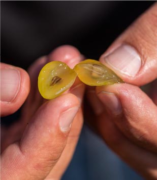 Mains qui coupe un raisin blanc en deux parties