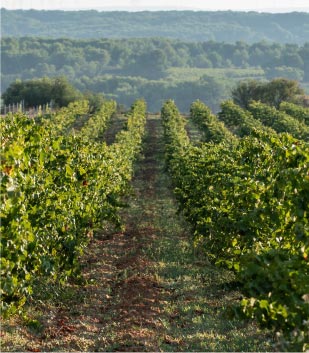 Vineyard field