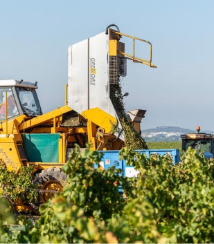 Transfert de la récolte de raisin entre la machine et le tracteur