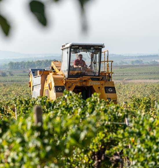 Grape harvesting machine