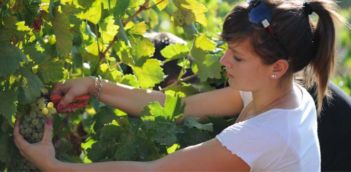 Vigneronne récoltant le raisin blanc