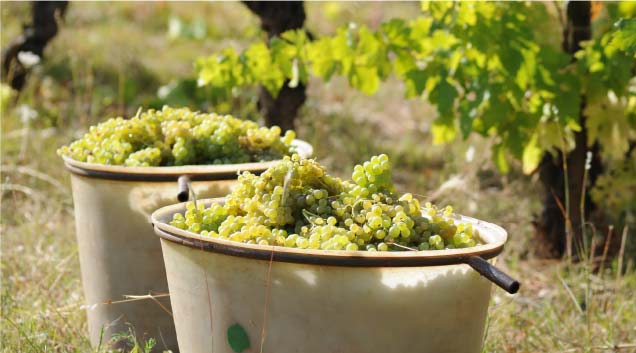 Deux bassines de grappes de raisin blanc fraichement récoltées