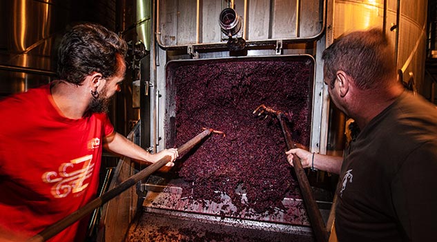 Two winemakers recover grapes from a vat