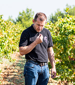 Winegrower observing a grape in a vineyard