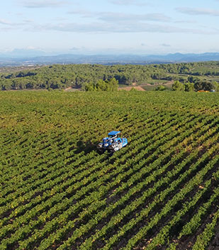 Champ de vigne avec machine à vendanger