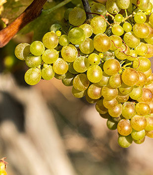 Gros plan d'une grappe de raisin blanc bio