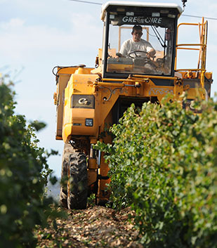 Grape harvesting machine