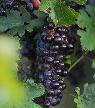 Black grape cluster