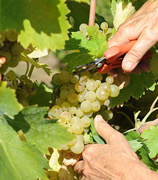 Grappe de raisin cueillie par un vigneron à l'aide d'un sécateur