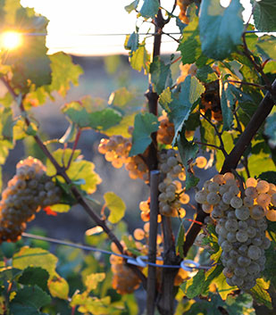 Abundant bunches of grapes in front of a sunrise