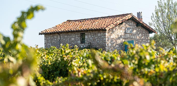 Masure en pierre au milieu d'un champ de vigne