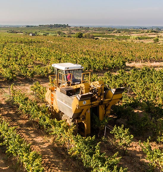 Machine à vendanger en action dans un champ de vigne