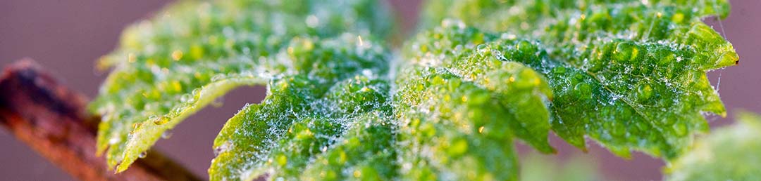 Close-up of a vine leaf with dewdrops